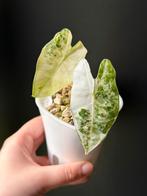 Alocasia Frydek Albo Variegata, Huis en Inrichting, Kamerplanten, Overige soorten, Minder dan 100 cm, Groene kamerplant, Halfschaduw