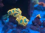 Koraal / Koralen prijs per oog, Dieren en Toebehoren, Vissen | Aquariumvissen