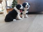 Prachtige particuliere border collie pups, Dieren en Toebehoren, België, Fokker | Hobbymatig, 8 tot 15 weken, CDV (hondenziekte)