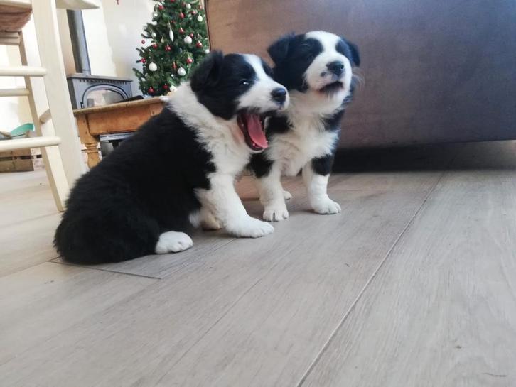 Prachtige particuliere border collie pups, Dieren en Toebehoren, Honden | Chihuahua's en Gezelschapshonden, Reu, Overige rassen