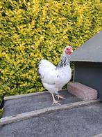Wyandotte kriel hennetje Wit-Columbia, Dieren en Toebehoren, Pluimvee, Vrouwelijk, Kip