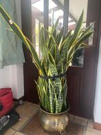 sanseveria, Huis en Inrichting, Kamerplanten, Ophalen