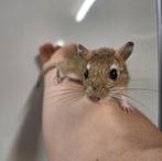 Jonge Perzische gerbils, Dieren en Toebehoren, Knaagdieren, Oktober, Tam