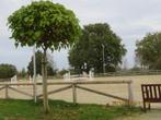 Thuisruiter flatrider, Dieren en Toebehoren, Paarden, ZZ