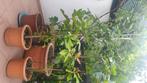 plantes pour jardins et balcons, Tuin en Terras, Planten | Tuinplanten, Ophalen, Vaste plant, Fruitplanten