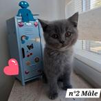 Om te boeken — Prachtige Britse korthaarkittens, Poes, Gechipt, 0 tot 2 jaar