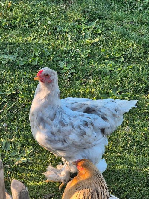 Brahma splash  haan, Dieren en Toebehoren, Pluimvee