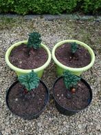 Rabarberplant 1 + 1 gratis, Ophalen