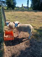 Ooilammeren, Dieren en Toebehoren, Schapen, Geiten en Varkens