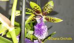 Orchidee Zygopetalum Louisendorf, Ophalen of Verzenden, Halfschaduw