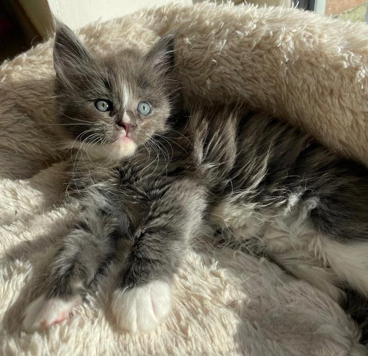 Maine Coon met stamboom, Dieren en Toebehoren, Katten en Kittens | Raskatten | Langhaar, Meerdere dieren, 0 tot 2 jaar, Met stamboom