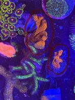 Montipora samarensis forrest fire, Dieren en Toebehoren, Overige typen, Zoutwatervis