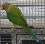 Pruimkopparkieten 2023, Animaux & Accessoires, Oiseaux | Perruches & Perroquets, Perruche, Bagué, Plusieurs animaux