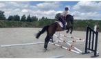 Zadelmak maken/ springruiter, Dieren en Toebehoren, 4 paarden of pony's of meer