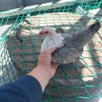 Krielkippen, Dieren en Toebehoren, Pluimvee, Vrouwelijk, Kip