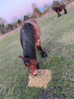 Trekpaard hengst, Hengst