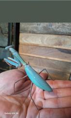 Bidsprinkhaan, bidsprinkhanen, Dieren en Toebehoren