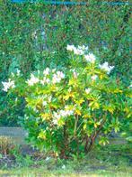 2 Rododendrons wit 100cm hoog en 80cm breed, Halfschaduw, Vaste plant, Lente, Overige soorten
