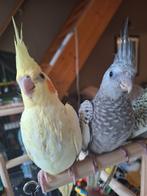 Super lieve valkparkietjes, Dieren en Toebehoren, Vogels | Parkieten en Papegaaien, Tam