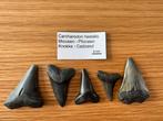 Set Carcharodon Hastalis (C3), Ophalen of Verzenden, Fossiel