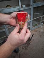 Zeer rode opaline  rosella, Dieren en Toebehoren, Vogels | Parkieten en Papegaaien, Meerdere dieren, Parkiet, Geringd