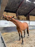 Paard te koop, Zadelmak, 170 tot 175 cm, Recreatiepaard, Gechipt