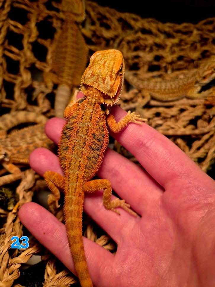 Baardagaam hypo red tiger 50% red monster, Dieren en Toebehoren, Reptielen en Amfibieën, Overige soorten, 0 tot 2 jaar, Tam