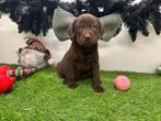 Labrador Retriever pups