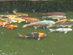 Koi´s, Dieren en Toebehoren, Vissen | Vijvervissen, Karper of Koi