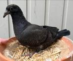 Jonge postduif zwart, Pigeon voyageur