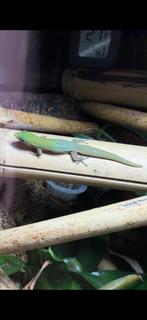Phelsuma laticauda, Hagedis, Tam, 0 tot 2 jaar