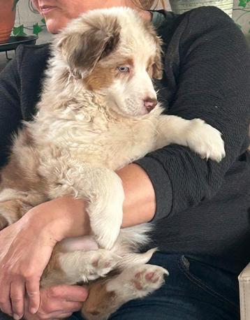 Australian shepherd teefje
