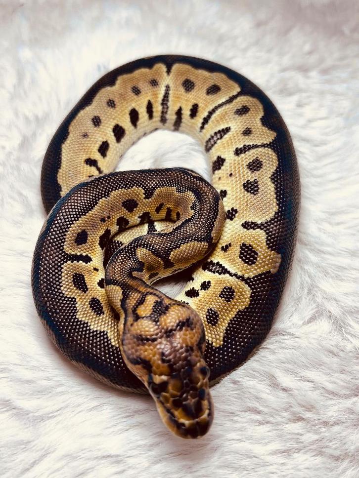 Ball Python nakweek 2025, Animaux & Accessoires, Reptiles & Amphibiens, Serpent, 0 à 2 ans, Domestique
