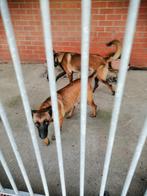 mechelse herder, Dieren en Toebehoren, Honden | Herdershonden en Veedrijvers, België, Particulier, 15 weken tot 1 jaar, CDV (hondenziekte)