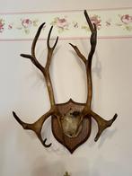 Bois de cerf, Collections, Collections Animaux, Comme neuf, Cerf