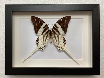 Graphium androcles in kader beschikbaar voor biedingen