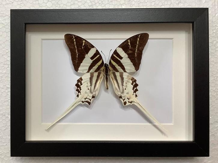 Graphium androcles in kader, Verzamelen, Dierenverzamelingen, Zo goed als nieuw, Ophalen of Verzenden