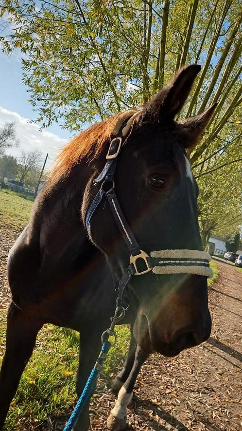 Weide met stal gezocht, Dieren en Toebehoren, Stalling en Weidegang