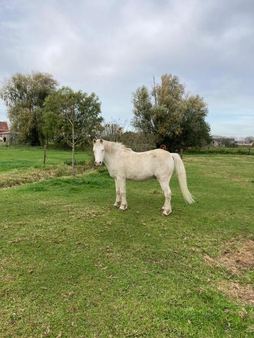 Pony om te verzorgen, Dieren en Toebehoren, Pony's, Ruin, Niet van toepassing, C pony (1.27m tot 1.37m), Recreatiepony, 11 jaar of ouder