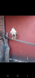 Koningsbuizerd net 2 jaar tarsel, Dieren en Toebehoren