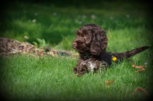 Cockapoo pups chocolade, Dieren en Toebehoren, Honden | Chihuahua's en Gezelschapshonden, Reu, Overige rassen, Fokker | Professioneel