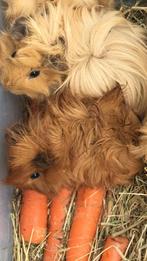 Mooie langharige cavia Peruviaan/Californien, Dieren en Toebehoren, Cavia, Juni, Mannelijk, Tam