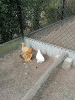 Cochin krieltjes, Dieren en Toebehoren, Pluimvee, Meerdere dieren, Kip