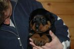 Rottweiler pups met ouders te zien, Dieren en Toebehoren, Honden | Retrievers, Spaniëls en Waterhonden, België, Overige rassen