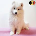 Samoyède - adorables chiots à vendre, Commerçant, Autres races, 8 à 15 semaines, Plusieurs