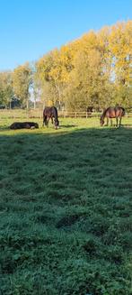 Weide gezocht regio Mariekerke, Bornem, puurs