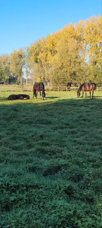 Weide gezocht regio Mariekerke, Bornem, puurs