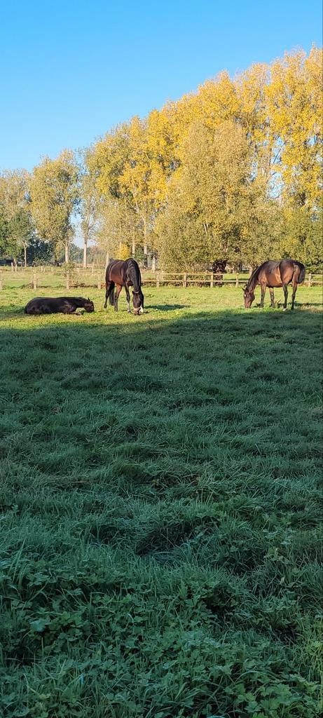 Weide gezocht regio Mariekerke, Bornem, puurs, Dieren en Toebehoren, Stalling en Weidegang