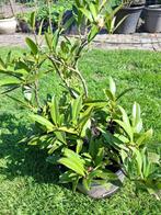 japanse kardinaalsmuts, Tuin en Terras, Ophalen, Overige soorten, Struik, Minder dan 100 cm