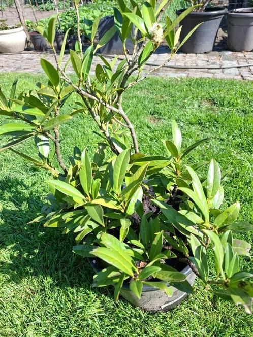 japanse kardinaalsmuts, Tuin en Terras, Planten | Struiken en Hagen, Struik, Overige soorten, Minder dan 100 cm, Ophalen